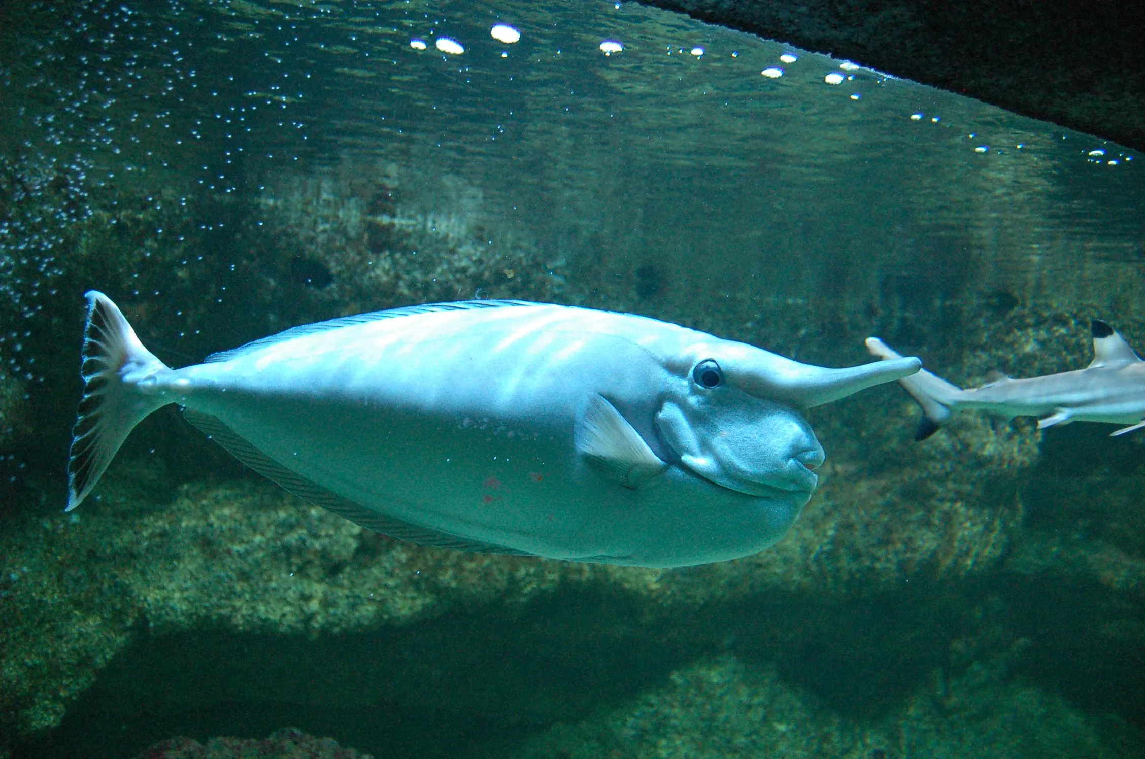 Wide-angle view of a shark gliding over visitors at the Paris Aquarium