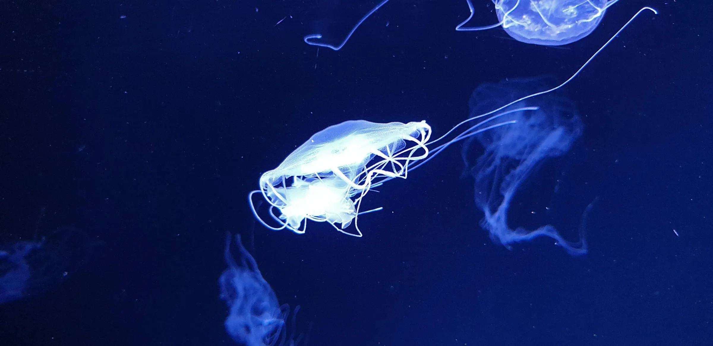 Photography at the Paris Aquarium: Reflection Control, Low-Light Settings & Ethical Capture