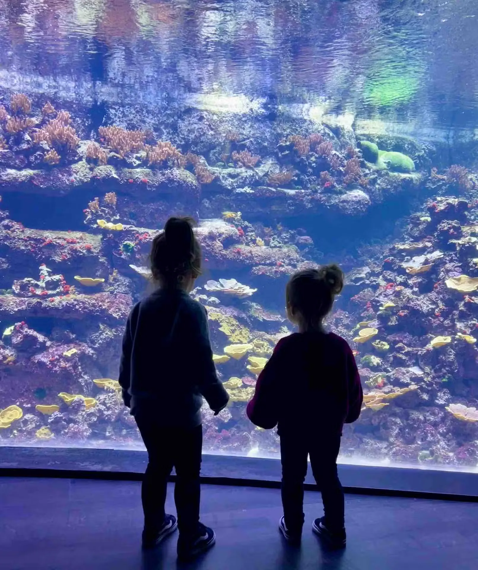 Kids Interacting with Touch Tank