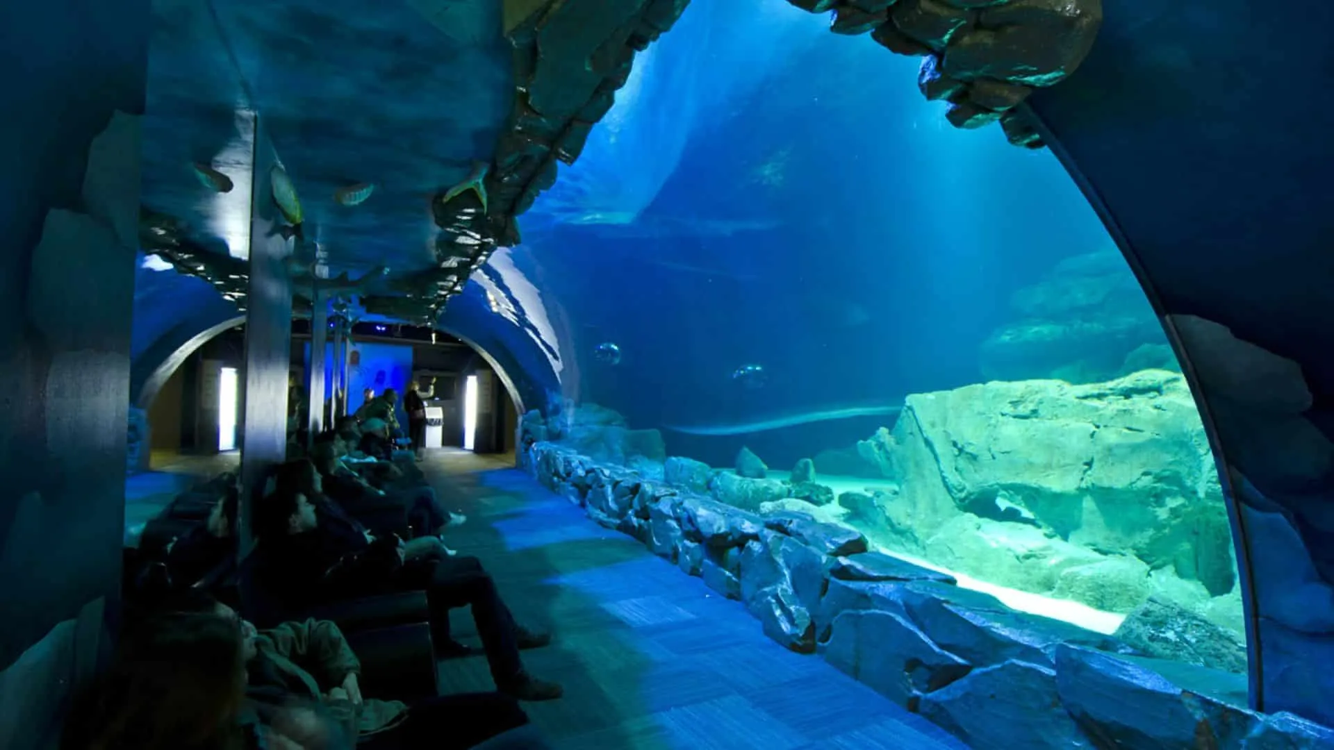 Aquarium Tank with Various Fish