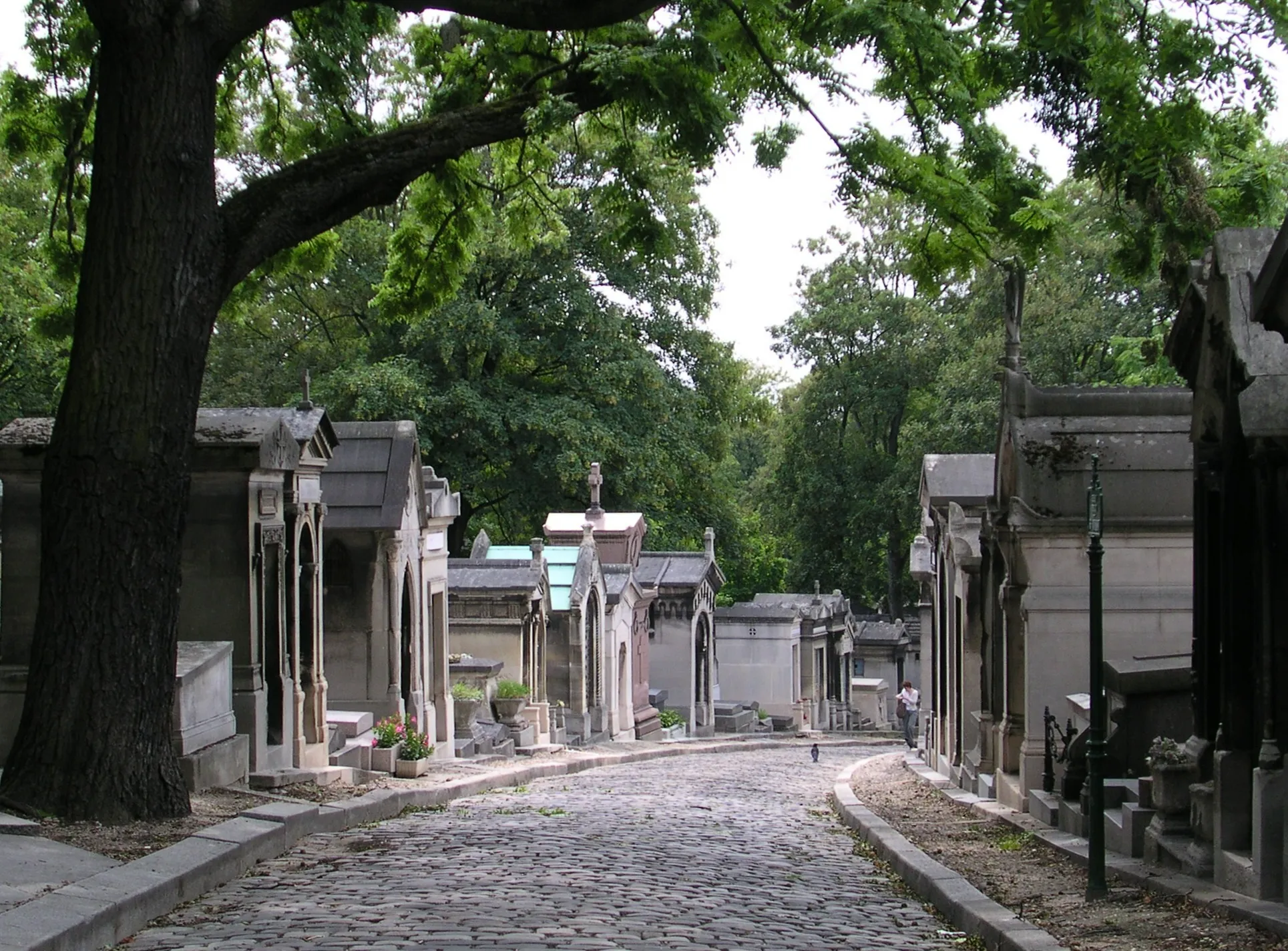 Tree-lined pathways among graves