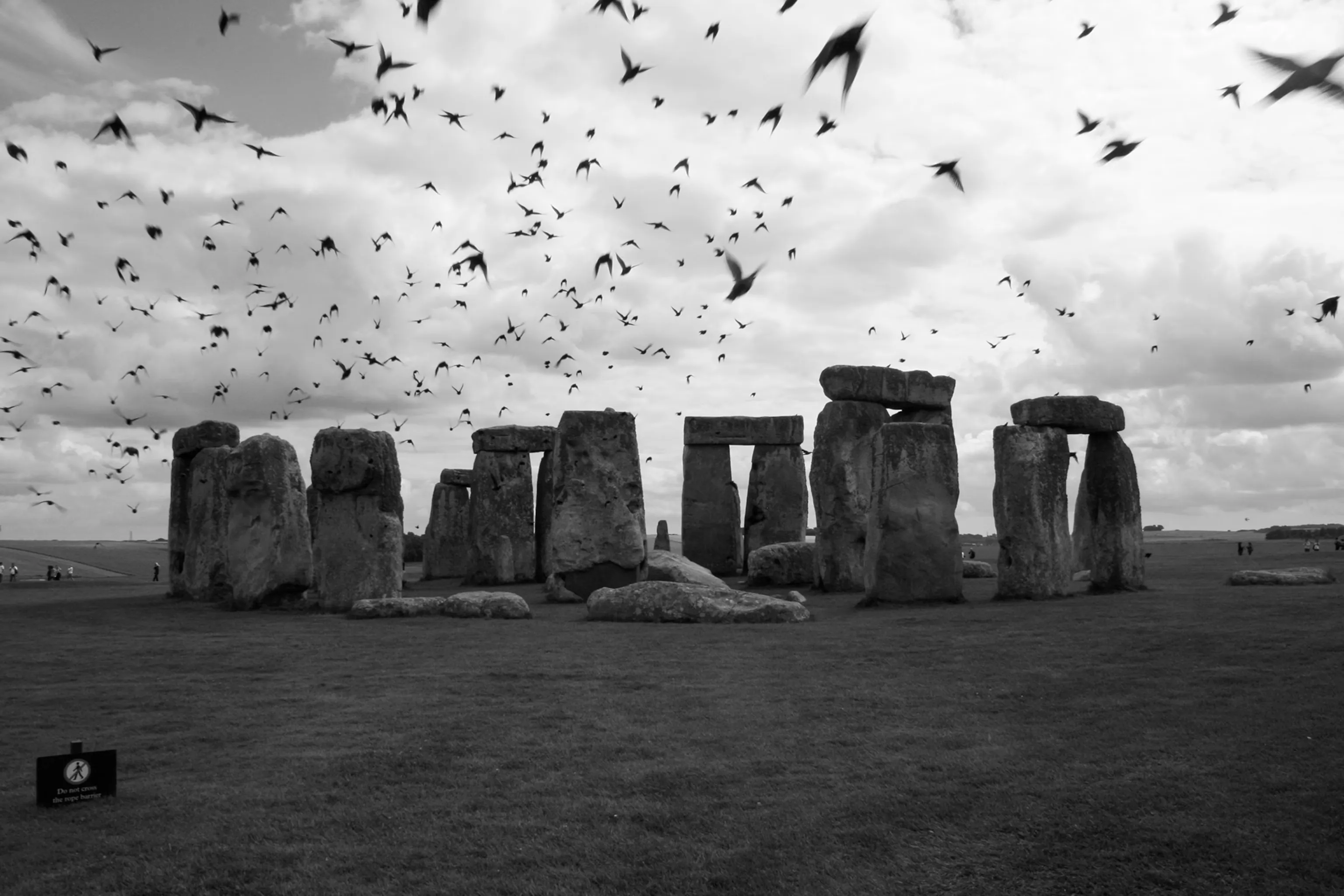 Swallows flying over Stonehenge