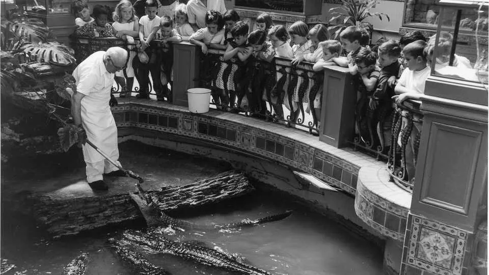 Alligator feeding at the Aquarium (1954)