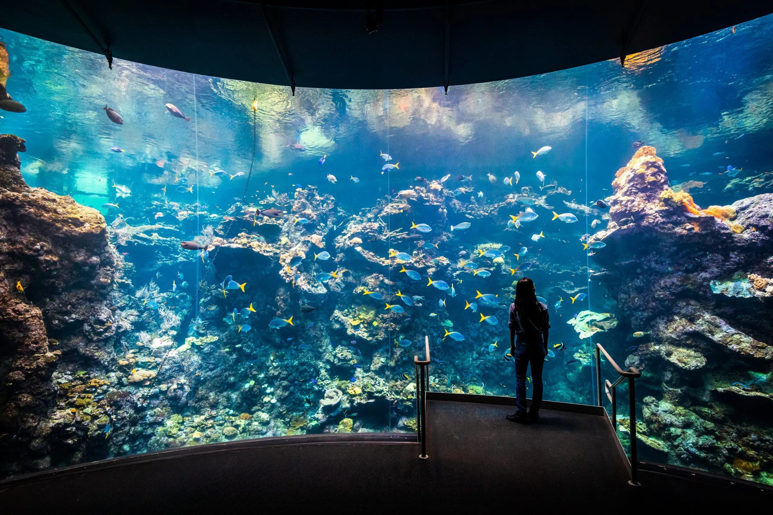 Steinhart Aquarium — Main Tanks