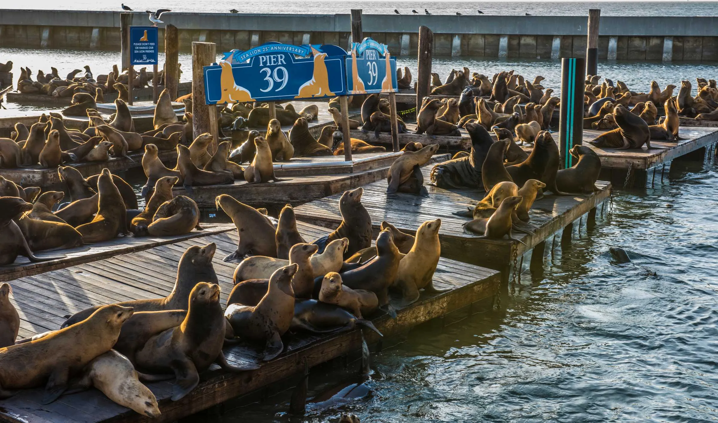 Pier 39 seals