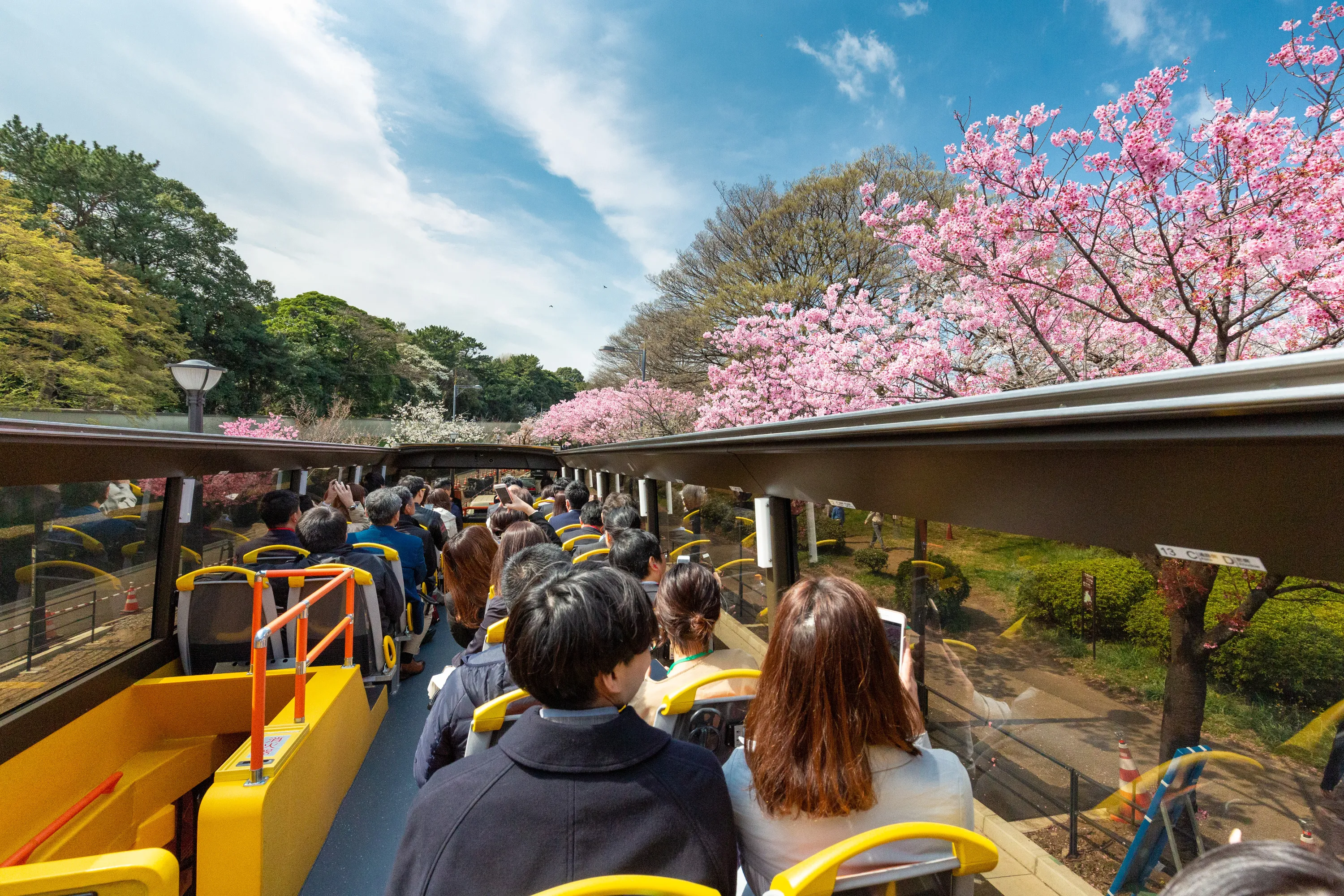Cherry blossoms hanging over the open roof of the Sky Bus