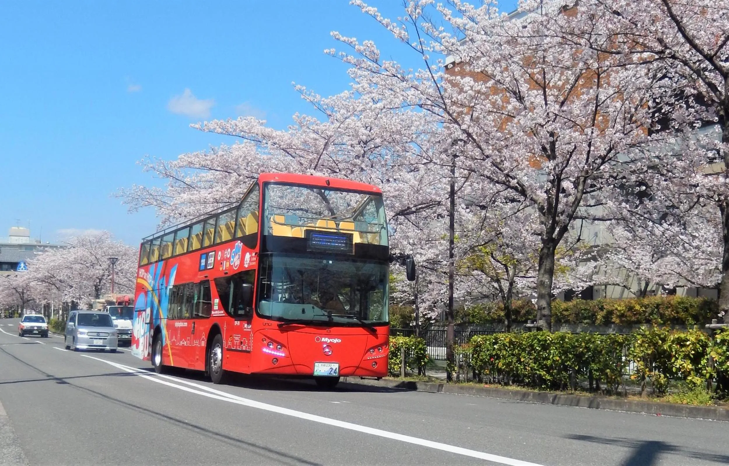 Sky Bus under Cherry Blossoms