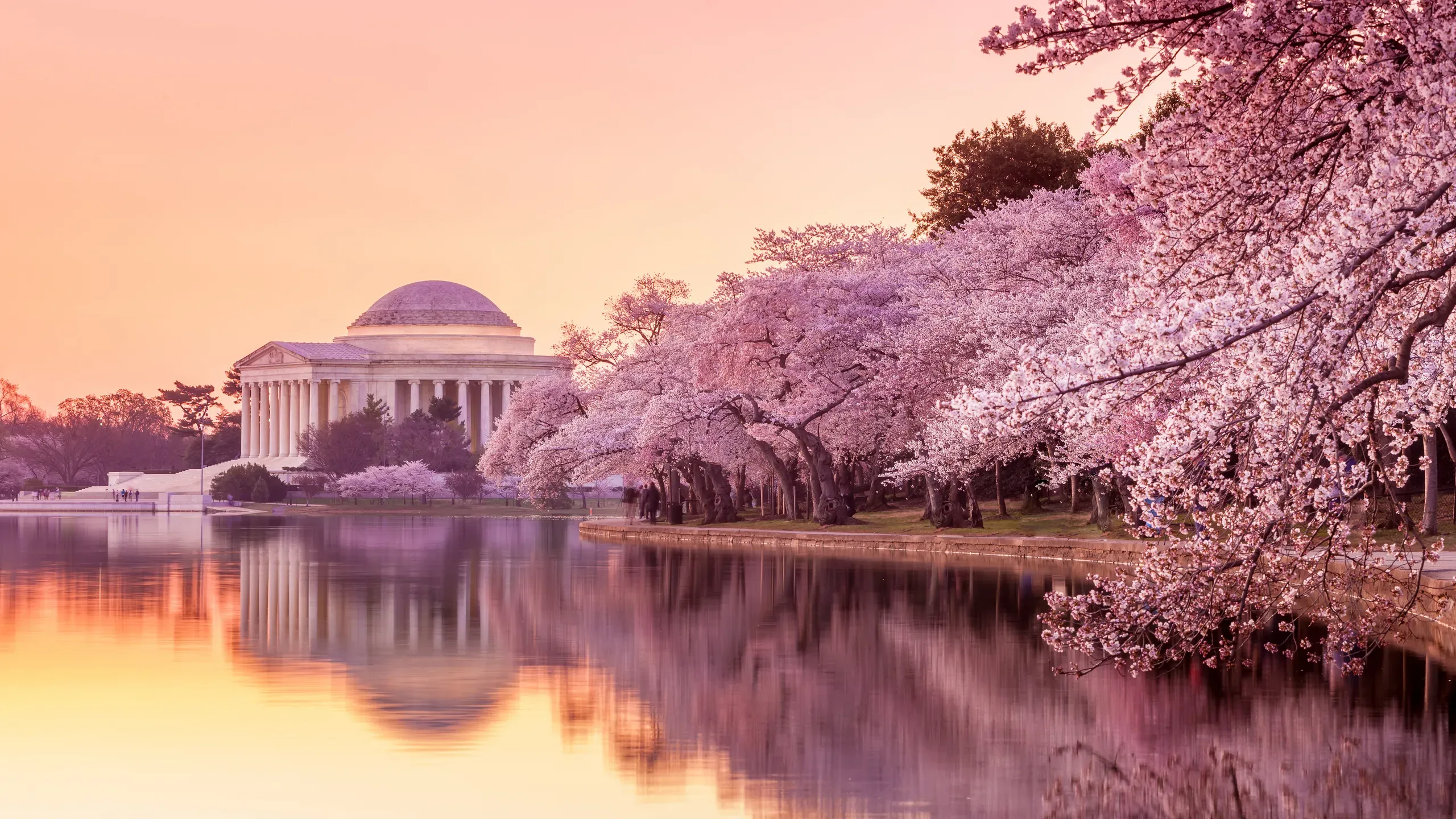 Cherry blossoms near the Jefferson Memorial